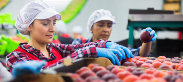fruit factory